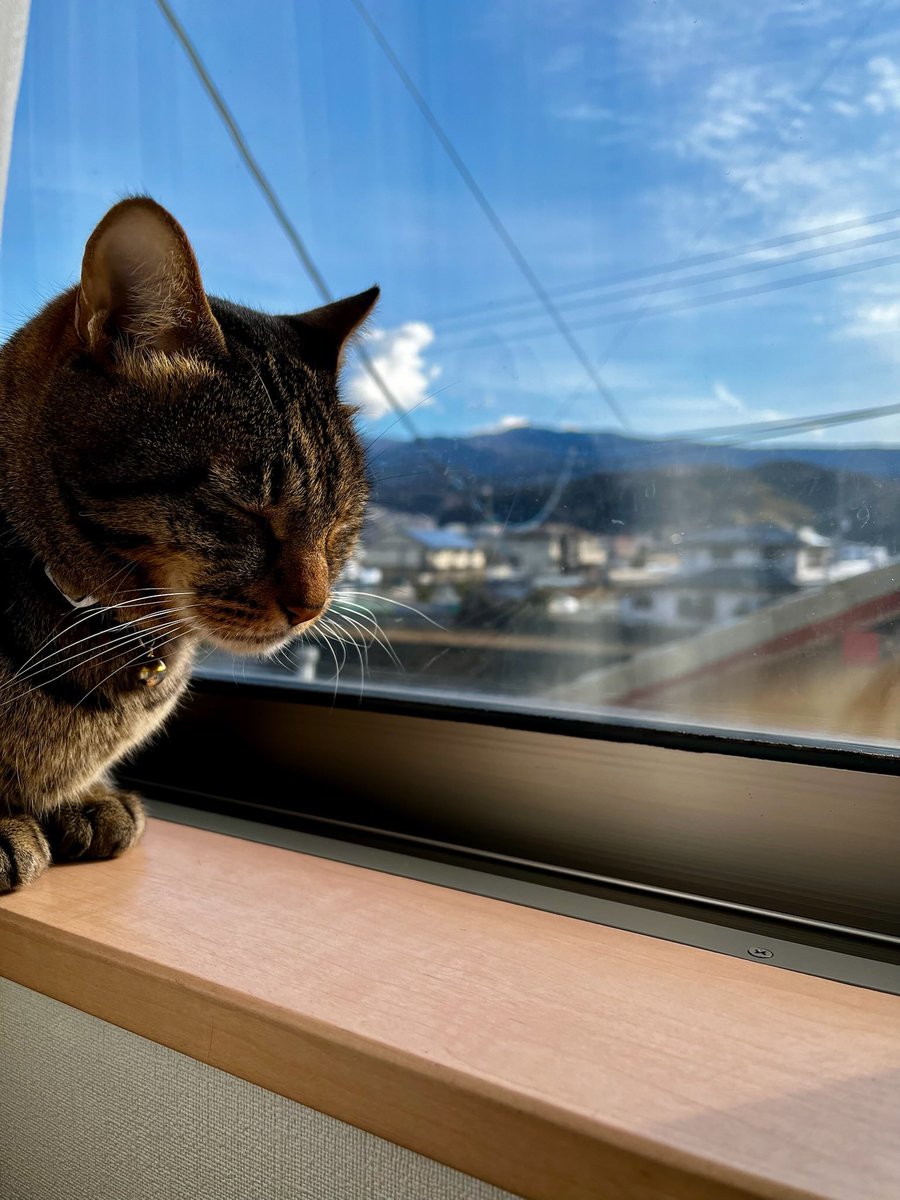 猫なぁー tweet media