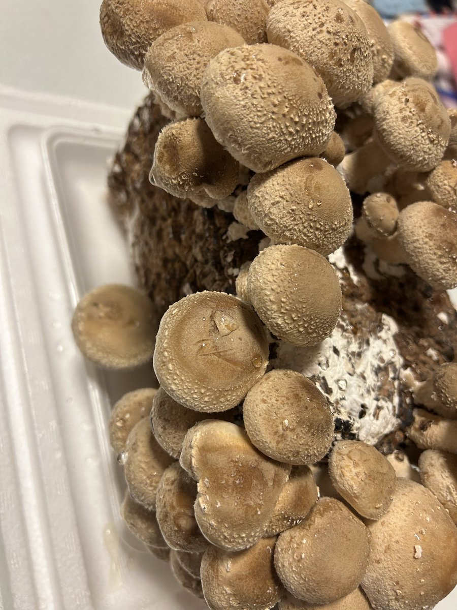 家で椎茸を育てています。 1週間で大爆発しました🍄‍🟫