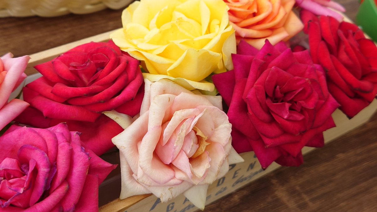 TEIJI🌹 (@TEIJI747) / Posts / X