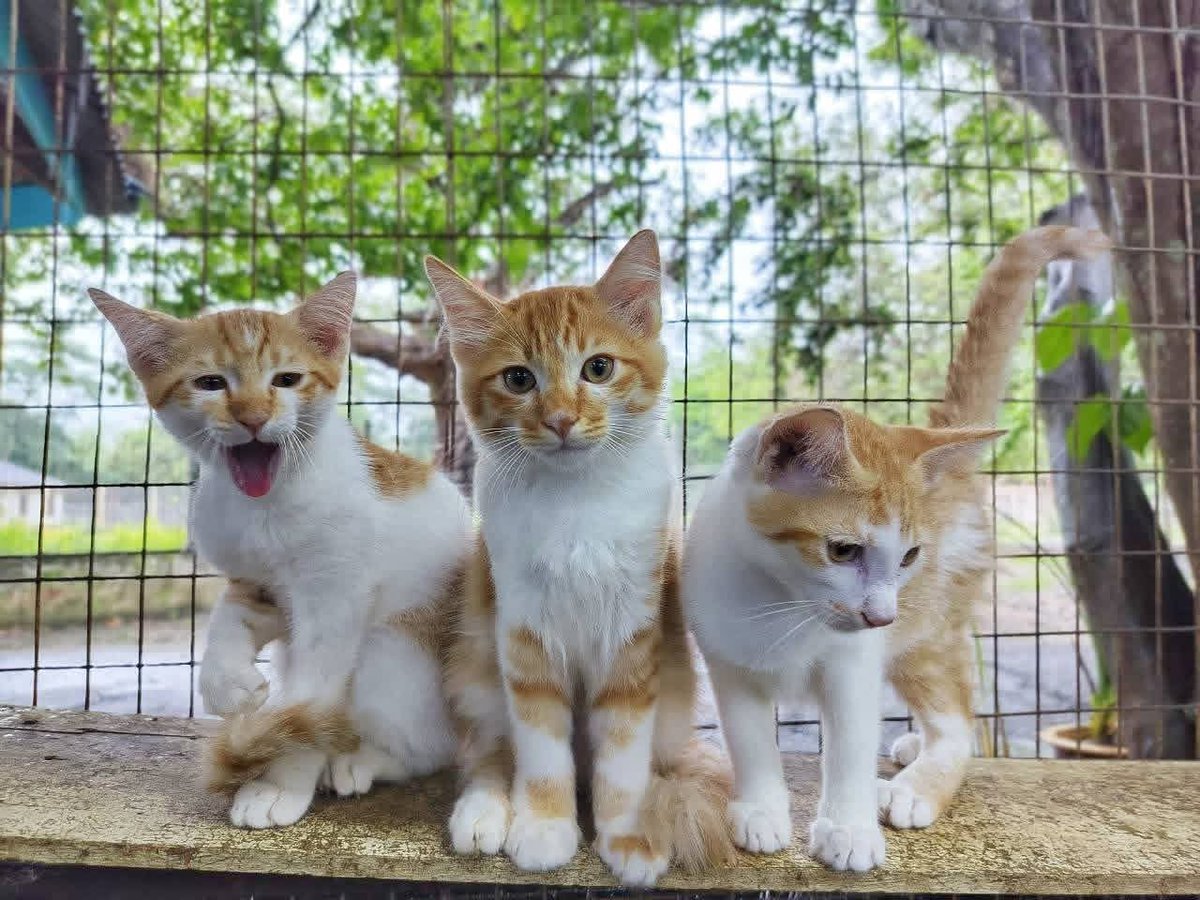 OPEN FOR ADOPTION ❗❗❗

Ketiga-tiganya JANTAN. Wajib ambil ketiga-tiganya ya sekiranya ada yang ingin mengambil. 

Buat sesiapa sahaja yang berkenan dan ingin 'adopt' Oyen 3 beradik ini. Esok boleh terus datang ke Bustana ya. 

facebook.com/share/p/17a3We…