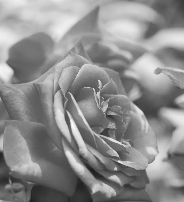 toshiページ Toshi M on X