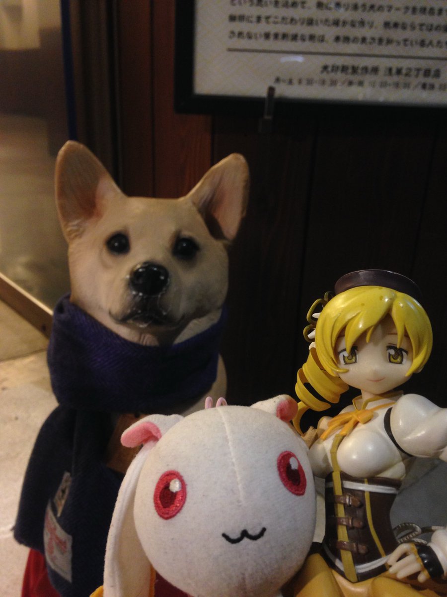 【どんキツネ】 ホンドキツネ on X