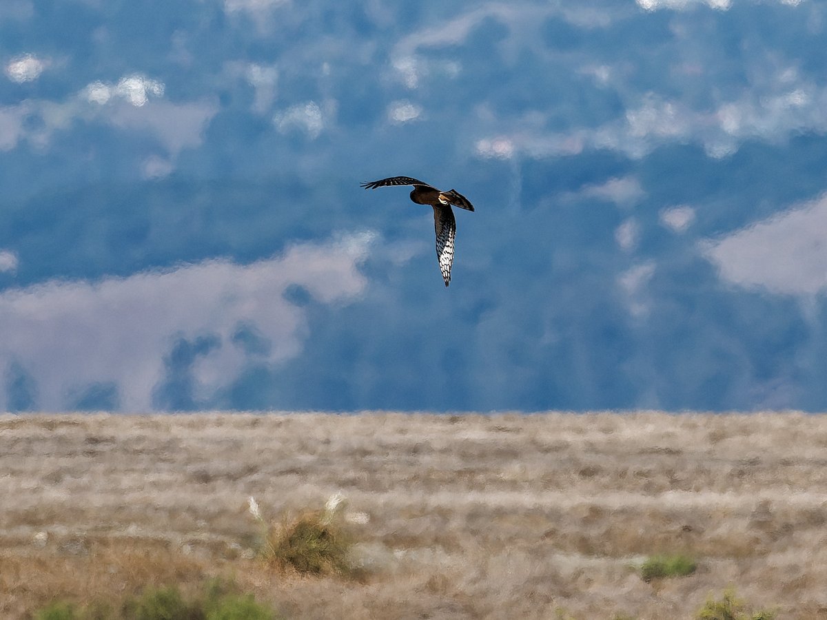 いいヒヨの日1114 on X