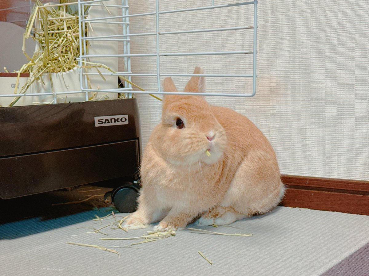 うさぎのほの🥕 on X
