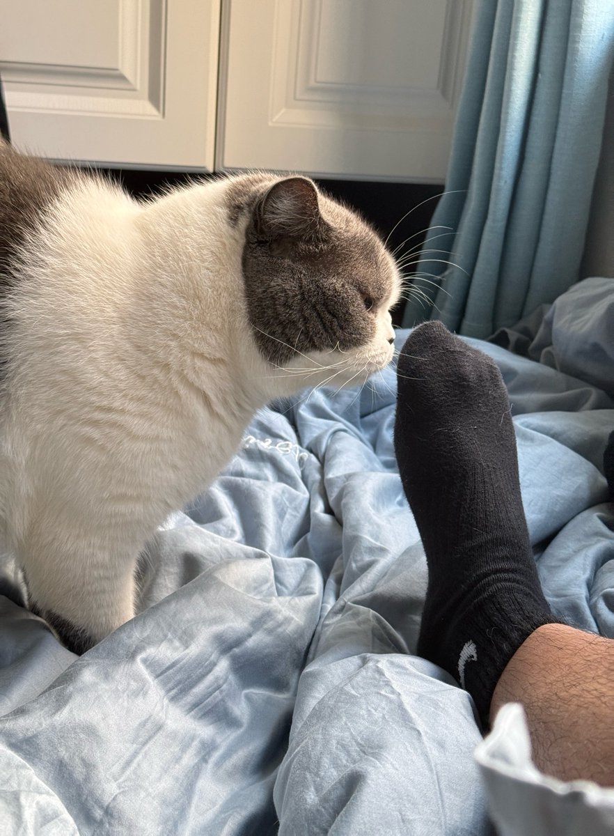 MrMirror2l's tweet photo. 猫：什么玩意儿，味真大🤣 https://t.co/00LbL4wFcp