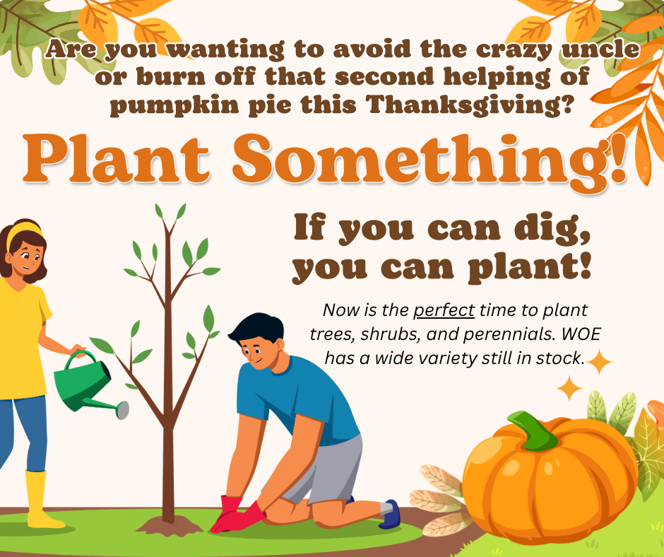 WorldOutdoorSTC's tweet photo. World Outdoor Emporium has everything you need for fall planting—from perennials to shrubs that will thank you come spring.

#WorldOutdoorEmporium #FallPlanting https://t.co/6Nf7rgLw4l