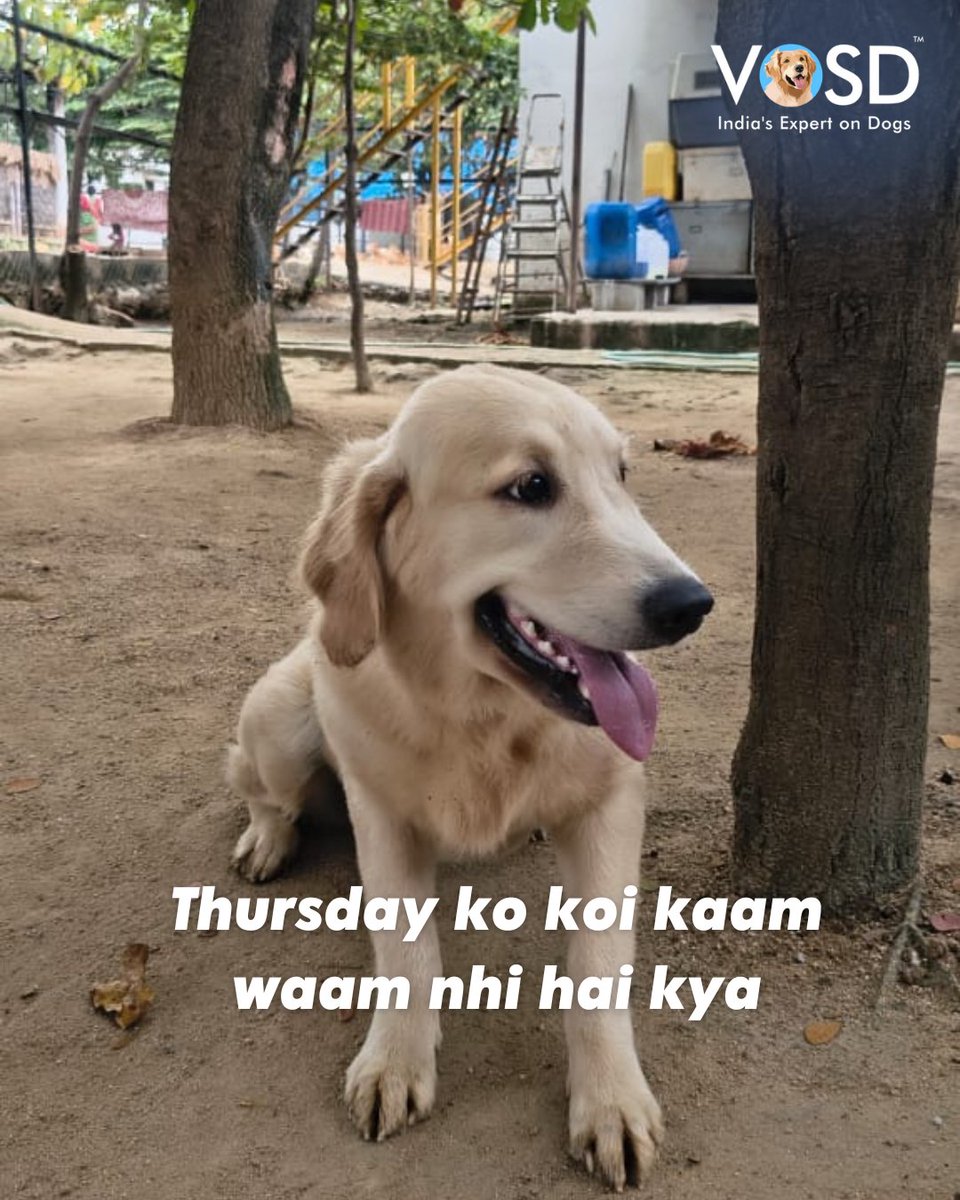 VOSD1's tweet image. Almost Friday: multitasking = scrolling + pretending to work 💻😏 

#ThursdayMood #DogLovers #Dogstagram #Pawsome #VOSD #IndiasExpertonDogs