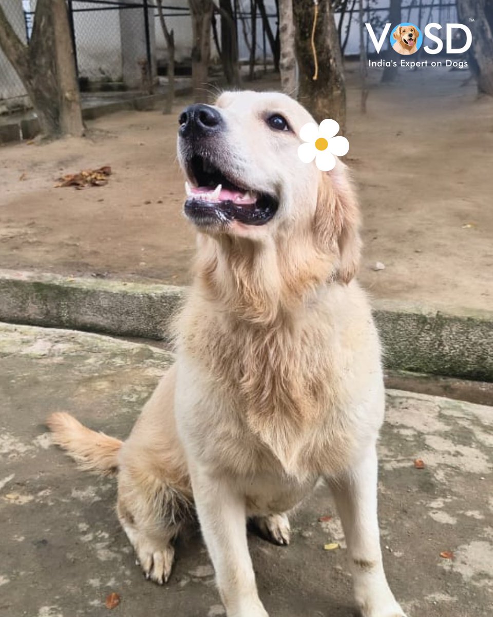 VOSD1's tweet image. Almost Friday: multitasking = scrolling + pretending to work 💻😏 

#ThursdayMood #DogLovers #Dogstagram #Pawsome #VOSD #IndiasExpertonDogs