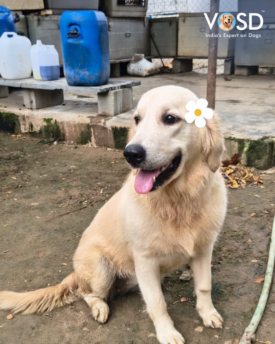 VOSD1's tweet image. Almost Friday: multitasking = scrolling + pretending to work 💻😏 

#ThursdayMood #DogLovers #Dogstagram #Pawsome #VOSD #IndiasExpertonDogs