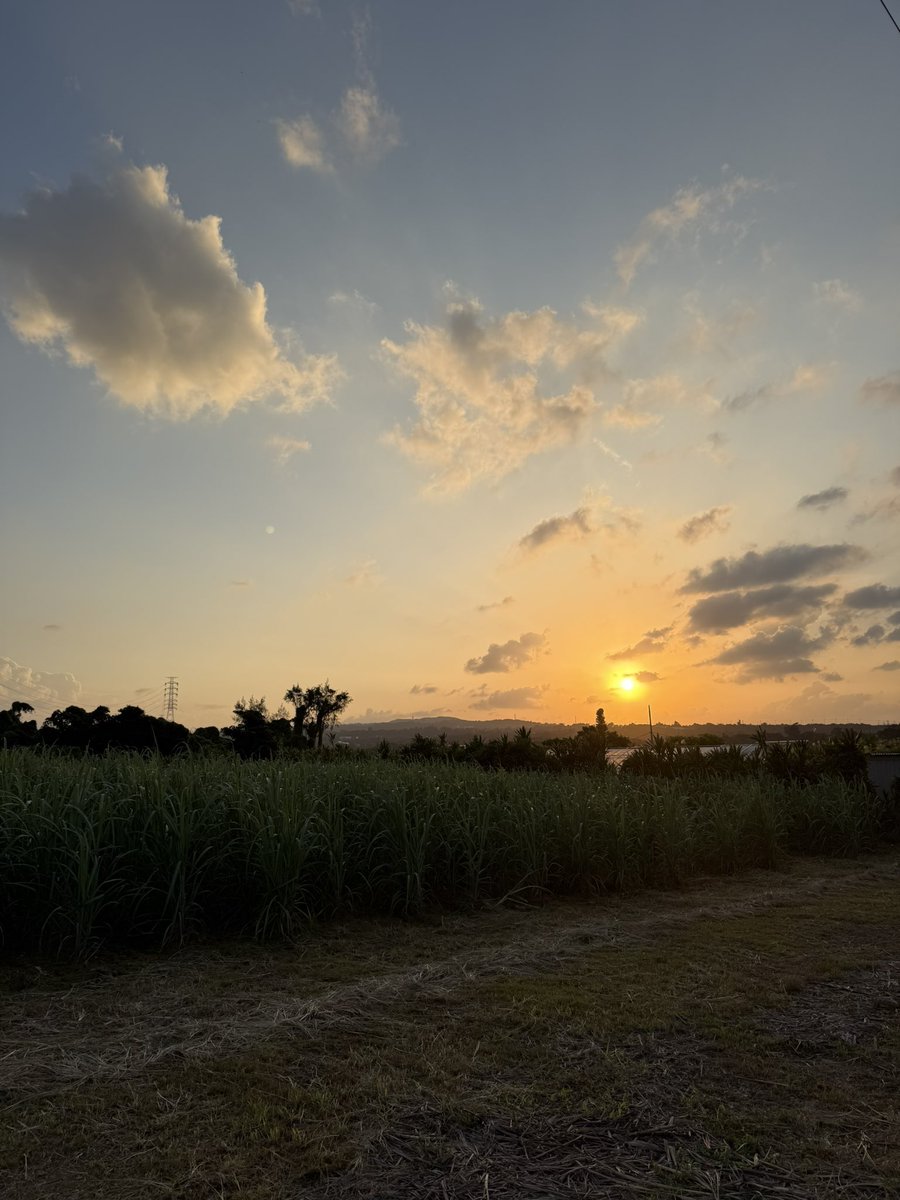 安曇野でのダリア掘りを終え、また来シーズンに会う準備をしています。
同じ頃、沖縄農園では新しい花づくりが始まりました。
寒冷地と亜熱帯をつなぎ、一年を通して花を育てる仕組みに挑戦しています。

#YARIFLOWERFARM #花農家 #農業の未来
