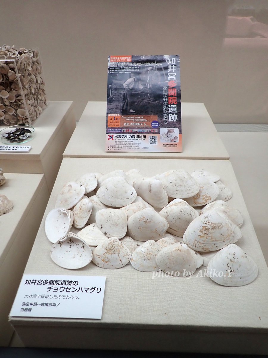 Akiko.Y🚪👿 (@azooarchaeology) / Posts / X