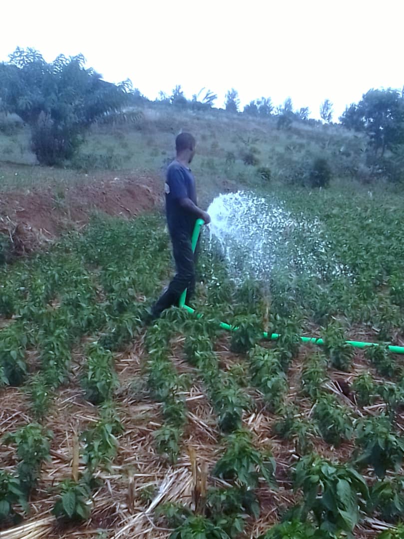 Akazi Kanoze Access (AKA) tweet media