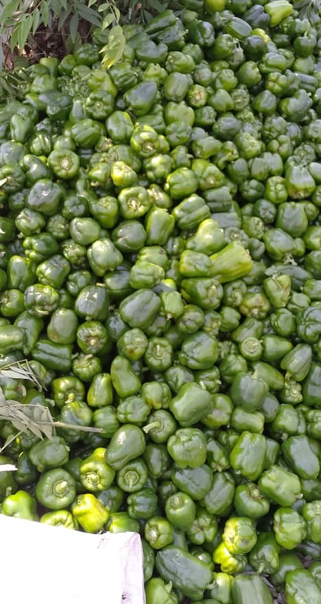 From trainee to agripreneur! 🌱 Ishimwe Samuel, a Be Your Own Boss graduate from <a href="/RwamaganaDistr/">Rwamagana District</a> , is turning skills into success, growing bell peppers with a SMART goal to reach 1 hectare in a year. <a href="/AGRA_Africa/">AGRA - Sustainably Growing Africa’s Food Systems.</a> <a href="/RwandaEast/">𝐄𝐚𝐬𝐭𝐞𝐫𝐧 𝐏𝐫𝐨𝐯𝐢𝐧𝐜𝐞 | 𝐑𝐰𝐚𝐧𝐝𝐚</a> <a href="/RTB_Rwanda/">Rwanda TVET Board</a> <a href="/FAO/">Food and Agriculture Organization</a> <a href="/RwandaYouthArts/">Ministry of Youth and Arts | Rwanda</a>