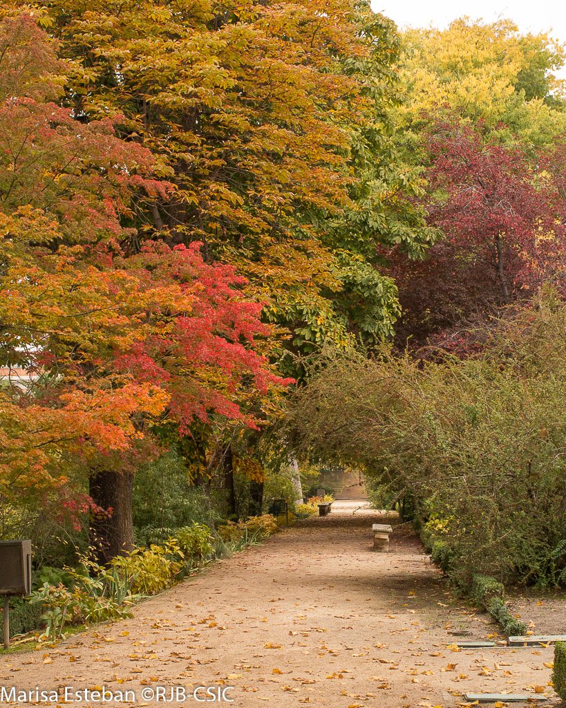 REAL JARDÍN BOTÁNICO tweet media