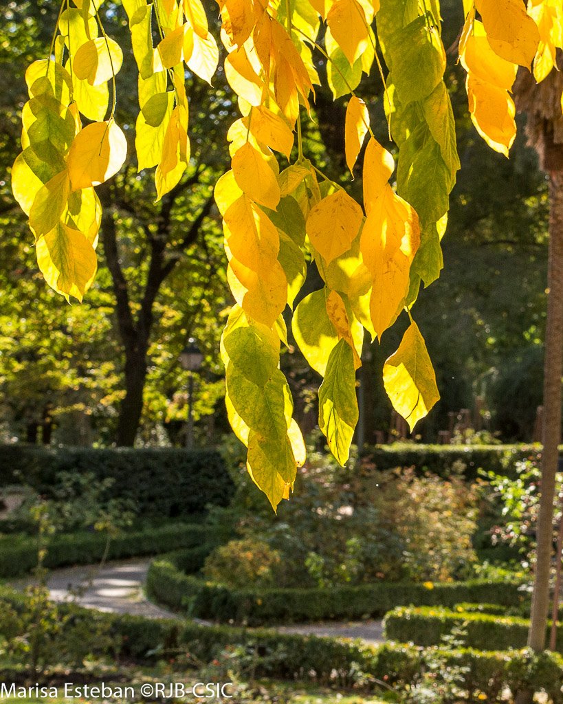 REAL JARDÍN BOTÁNICO tweet media