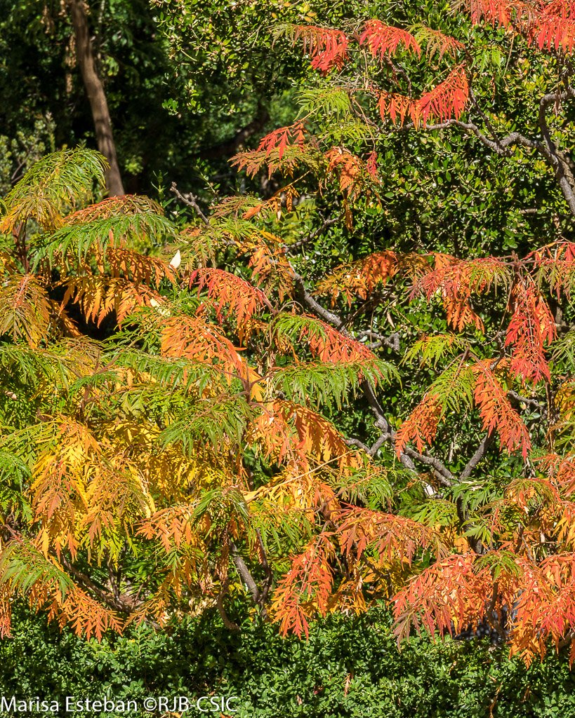 REAL JARDÍN BOTÁNICO tweet media