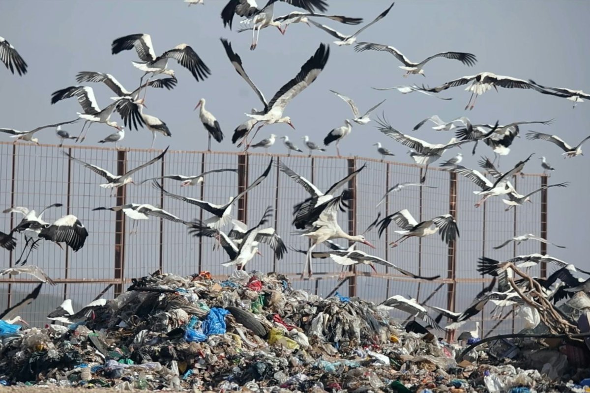 La contaminación por plásticos es una de las amenazas a las que nos enfrentamos como sociedad y aquellos ecosistemas más cercanos a vertederos están más expuestos a este problema,  entran en la cadena alimentaria y pasan de unos seres vivos a otros que se los comen y se acumulan