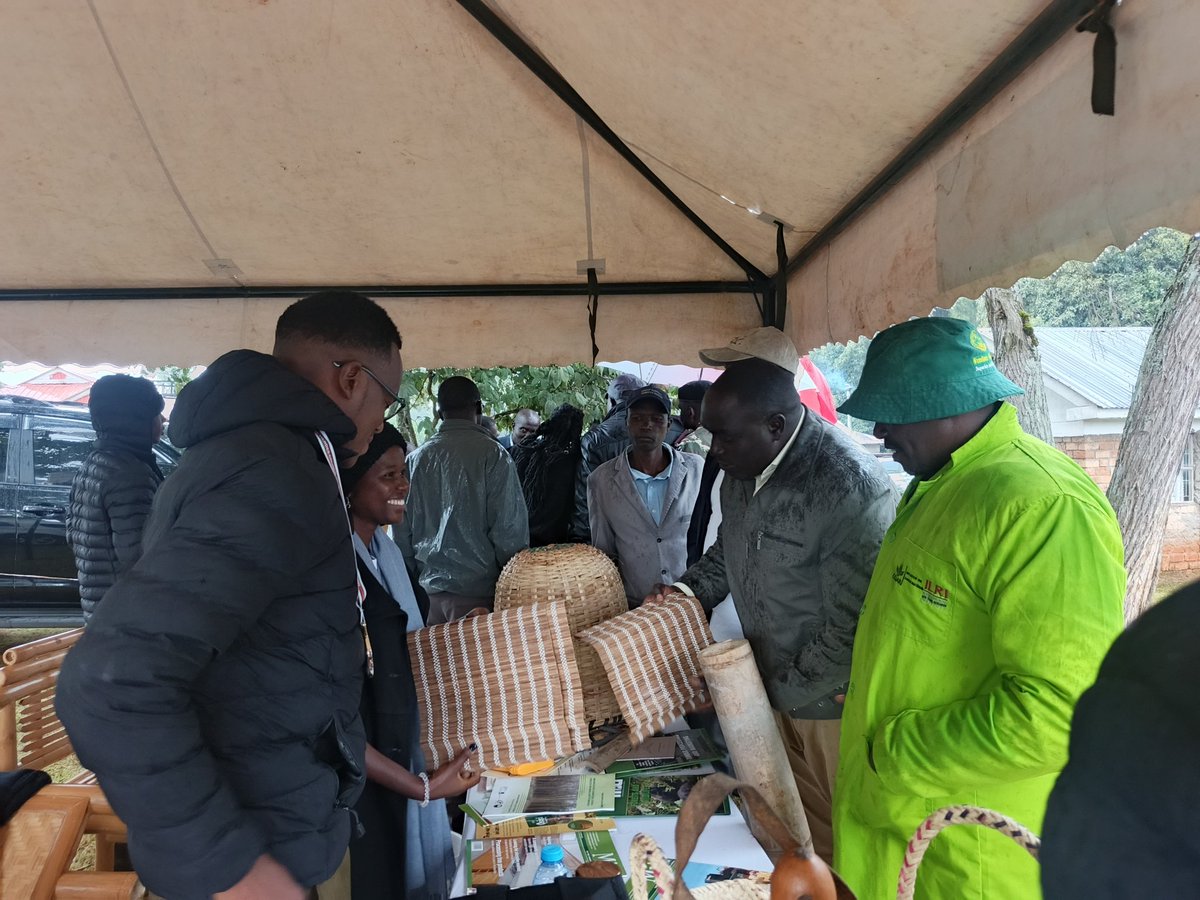TanuiDominic7's tweet photo. Growing resilience, one bamboo at a time!  Showcasing the power of bamboo for climate action at Mogong, Nandi County. Empowering farmers, one seedling at a time.
@INBARofficial 
@KobujoiCFA
@Nandicountygov
@KeForestService https://t.co/XhyMc6qPSY