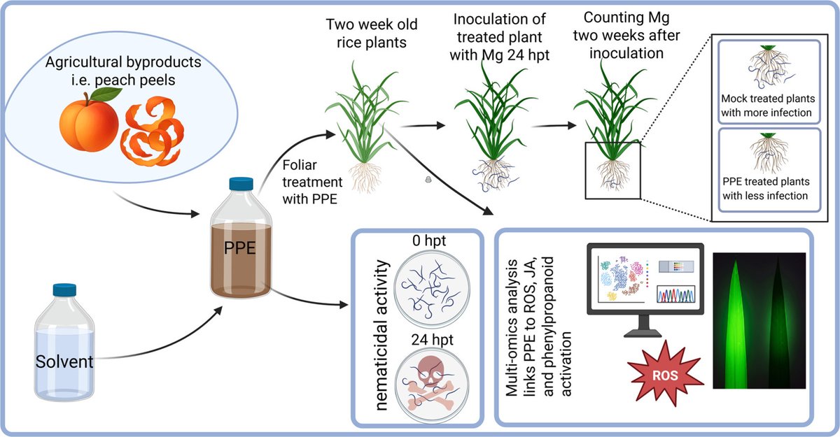 MoBi_UGent's tweet photo. New manuscript by Yaseen Ahmad and colleagues from @TinaKyndt lab in #PlantStress describes the upcycling of agricultural byproducts into bioprotectant compounds. https://t.co/InGOegurCC #nematology #research #articlealert @FbwUGent https://t.co/abwKQzQghY