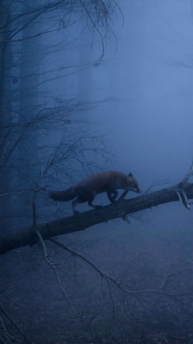 𝕰𝖑𝖊𝖒𝖒𝖎𝖗𝖊 (@elemmiressoul) on Twitter photo 