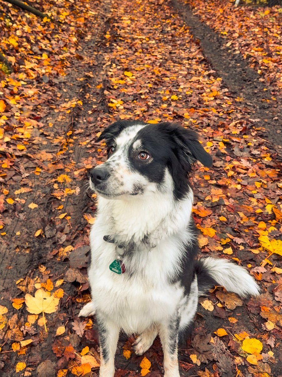 1 Jahr ist Yuki jetzt offiziell an meiner Seite… wie schnell die Zeit vergeht 🥲
Sie ist ein kleiner Troll, aber wertet mein Leben so sehr auf ❤️