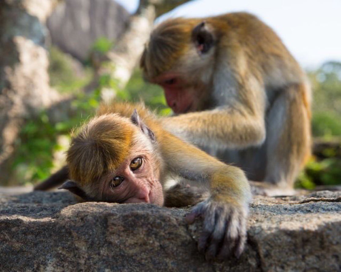 人間の生理 トニー・ネイダー 人間の生理 トニー・ネイダー 人間の生理