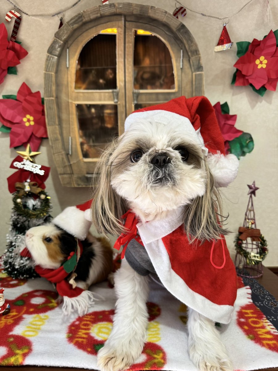 roku_bee_'s tweet photo. クリスマスはじめました！

窓は紙で作成したけど、
本物っぽく出来て大満足( *´꒳`*)

#いぬ #いぬすたぐらむ #犬 #dog #親バカ #おやばか #犬バカ #シーズー #shihtzu #しーずーのいる暮らし #しーずーのいる暮らし  #しーずー #手作り #クリスマス https://t.co/xC36pxcpuT