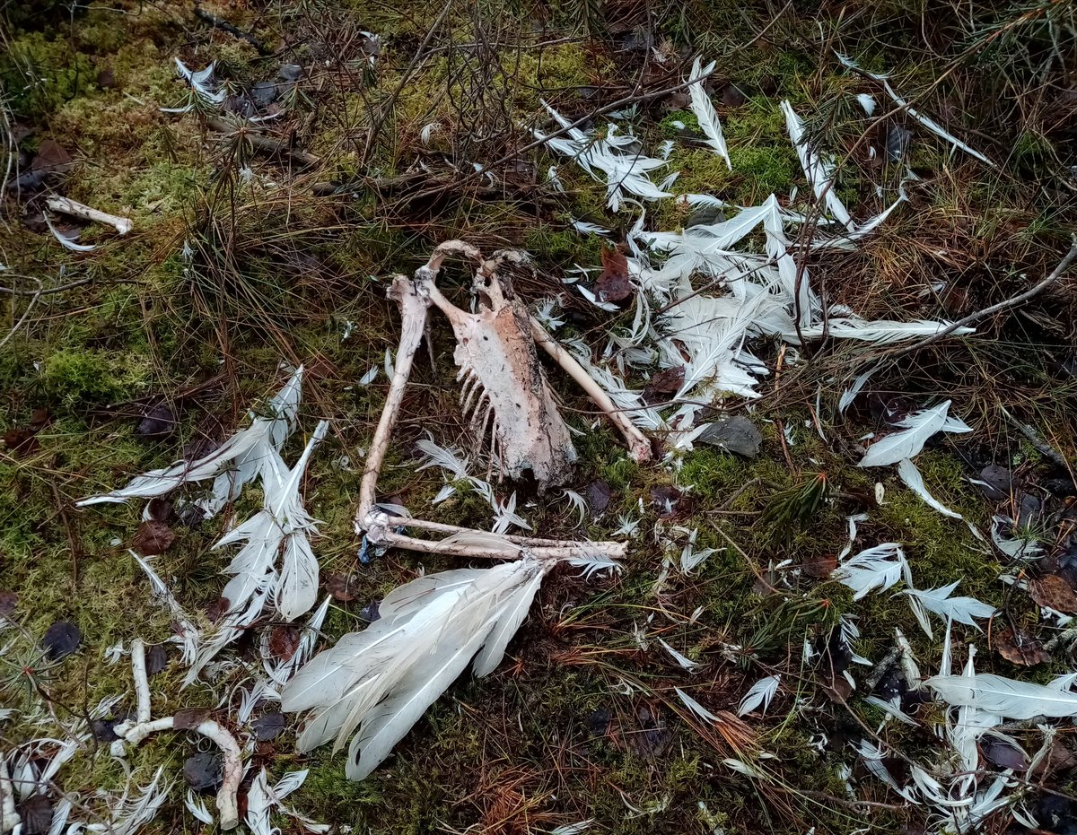 Floriana tweet media