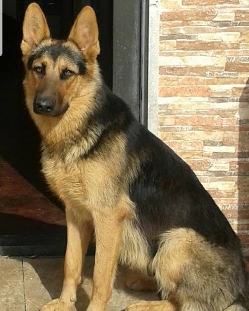 am_lx_gm's tweet image. تیدا، سگ معروف و باهوش و دوست داشتنی دیشب برای همیشه پر کشید 🖤😢
جات بهشت