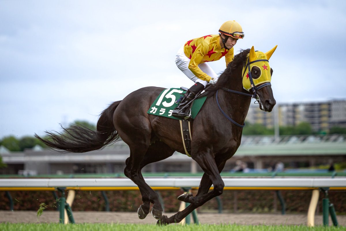 Kanyaba__ph's tweet photo. 誘導馬デビュー��めでとう！

#カラテ
#東京競馬場 https://t.co/XCpakFfPy0