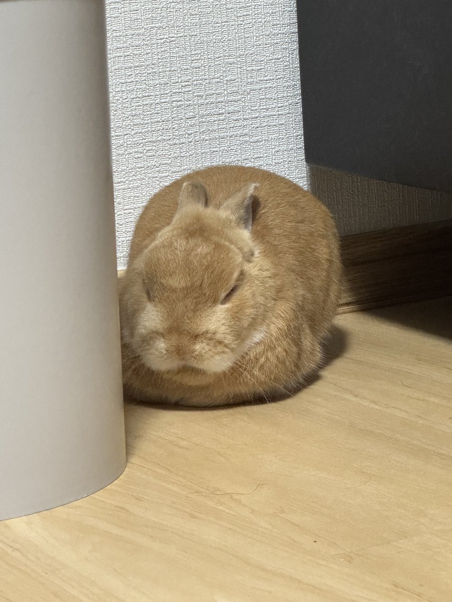 りんりん。 on X