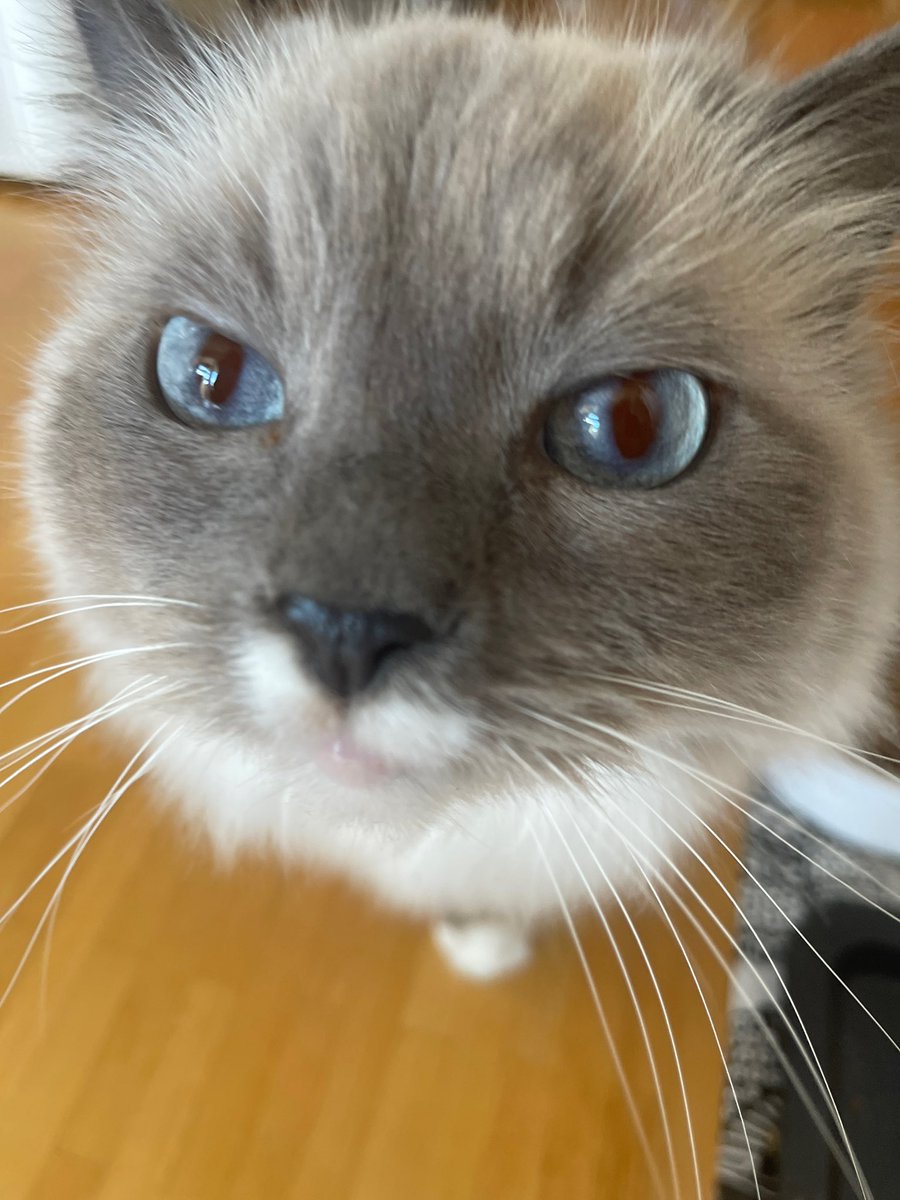 Открыл продажи на свой курс 😌

До 17 ноября 60% скидка на полную цену специально для ранних подписчиков

Научу вас, как не бояться замены ИИшкой и гордиться не только качеством написанного кода и количеством закрытых тасочек

Кася уже внимательно изучает ☝️