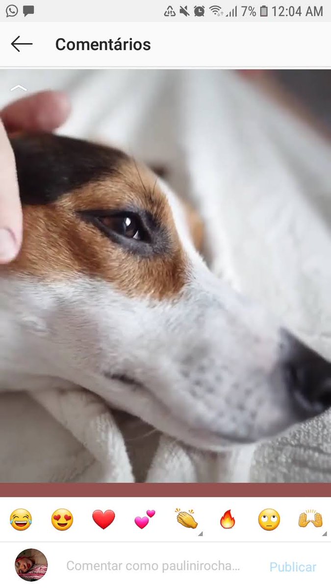 Murangou's tweet image. Um cachorro aleatório que vimos no insta VS minha srd 
Acho que nem tão vira lata assim né