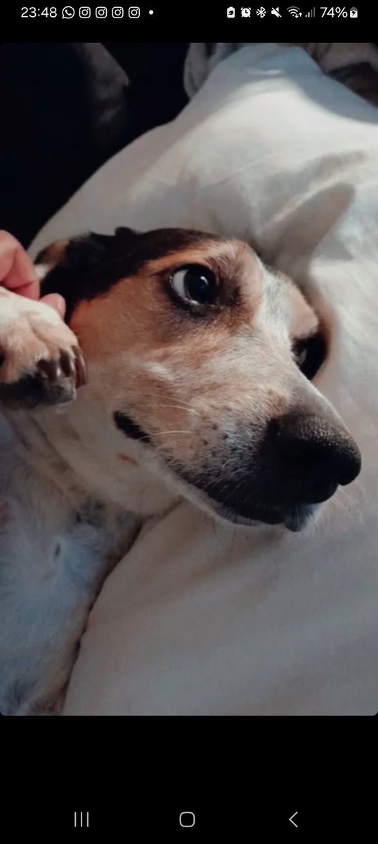 Murangou's tweet image. Um cachorro aleatório que vimos no insta VS minha srd 
Acho que nem tão vira lata assim né