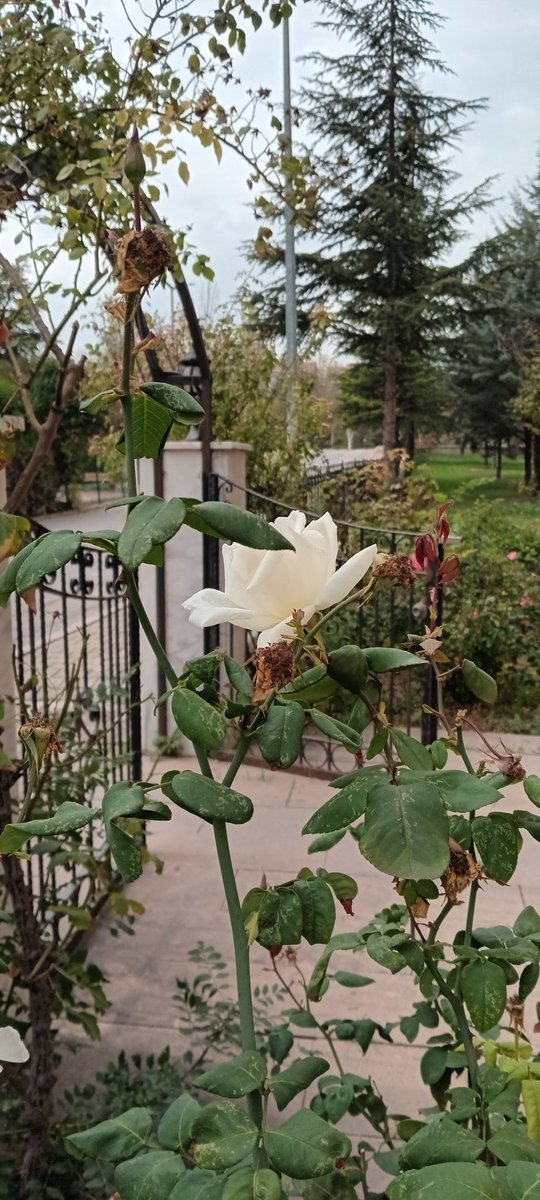 Bahçemizde son güller, güz gülleri kaldı.🍂
Önümüzde zorlu bir kış var ama bahar yine gelecek &amp; kurtulmak istediklerimizden kurtulacağız, ulusça!☺️
#Autumn