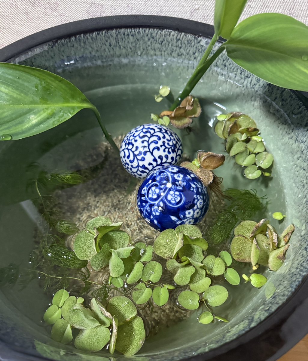 メダカは今日も元気です☺️🐟
ただ寒くなってきたので動きが少し遅くなってきたような…😂🥹

そしてユーノスさん<a href="/EUNOS100blue2/">ユーノス🚙（🦂🇮🇹）</a>  から「レッドラムズホーン(貝)」🐚と「ヤマサキカズラ」を頂きました〜😭🥰

ありがとうございます〜😭いつも感謝感謝です〜🥹