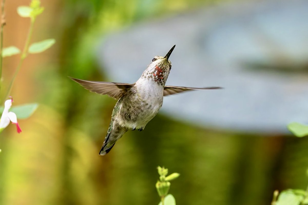 Anna’s hummingbirds with gorgets glowing in Palo Alto, Ca. So exciting to get males with the sun lighting up their pretty plumage! One of the many lifers for me on a short trip out west! #birding #birds #hummingbird #canonphotography #California #BirdsSeenIn2025 #wildlife