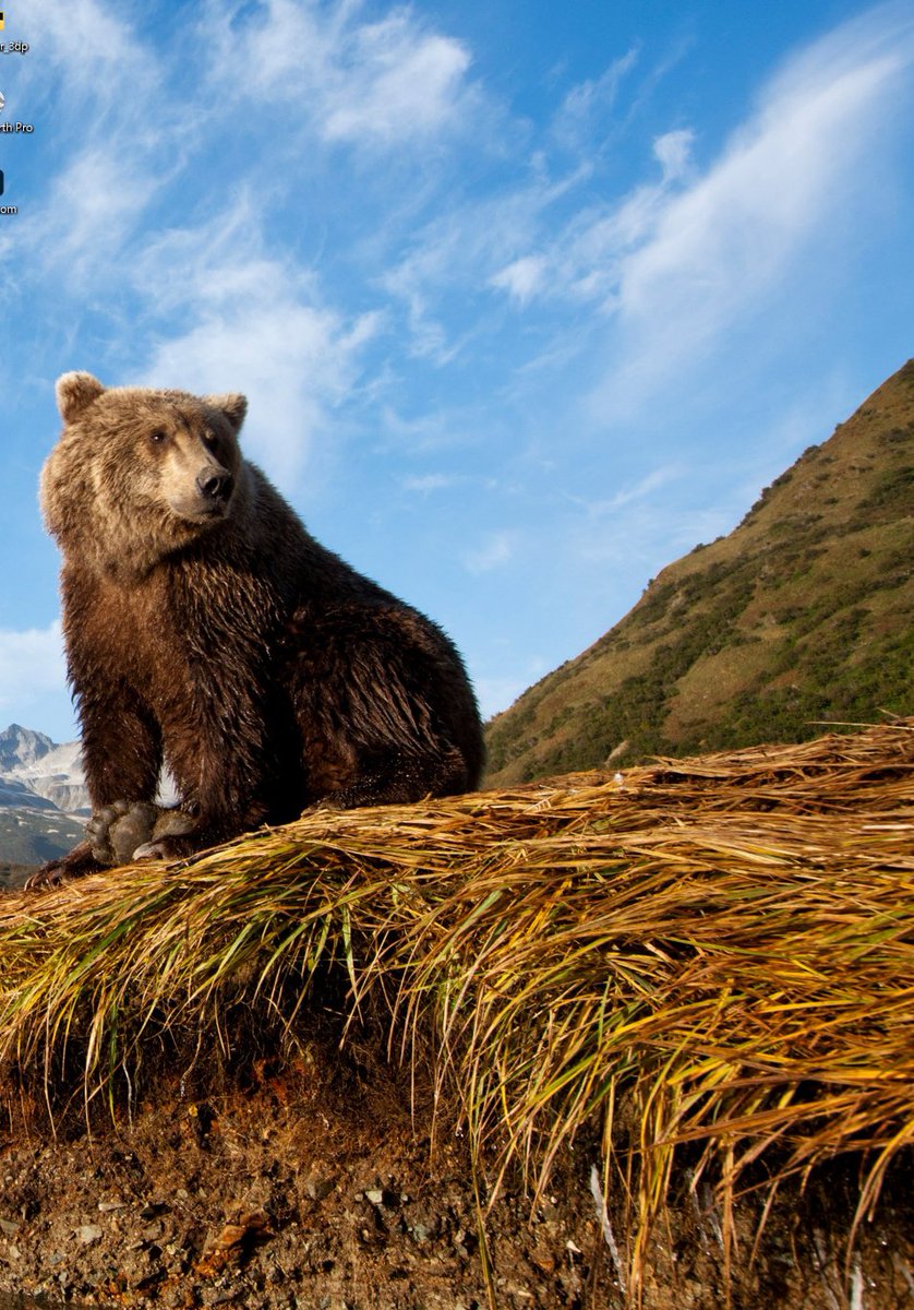 win11にして以来クマさんがずっとデスクトップに居座っててｺﾜｲ