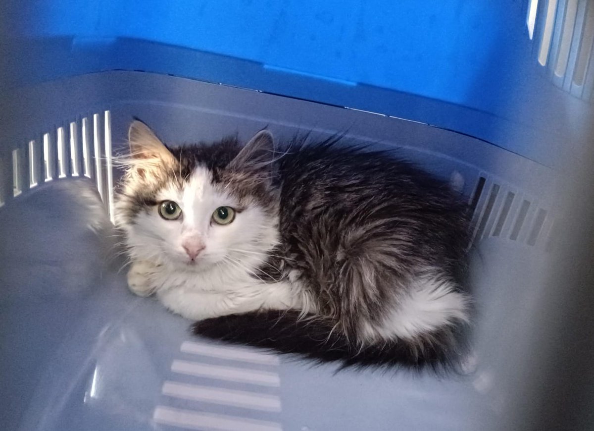 Yuva bulamadık bahçeye gidiyoruz. Koruma altında ilan aktif hâlâ. #afyon #sahiplendirme