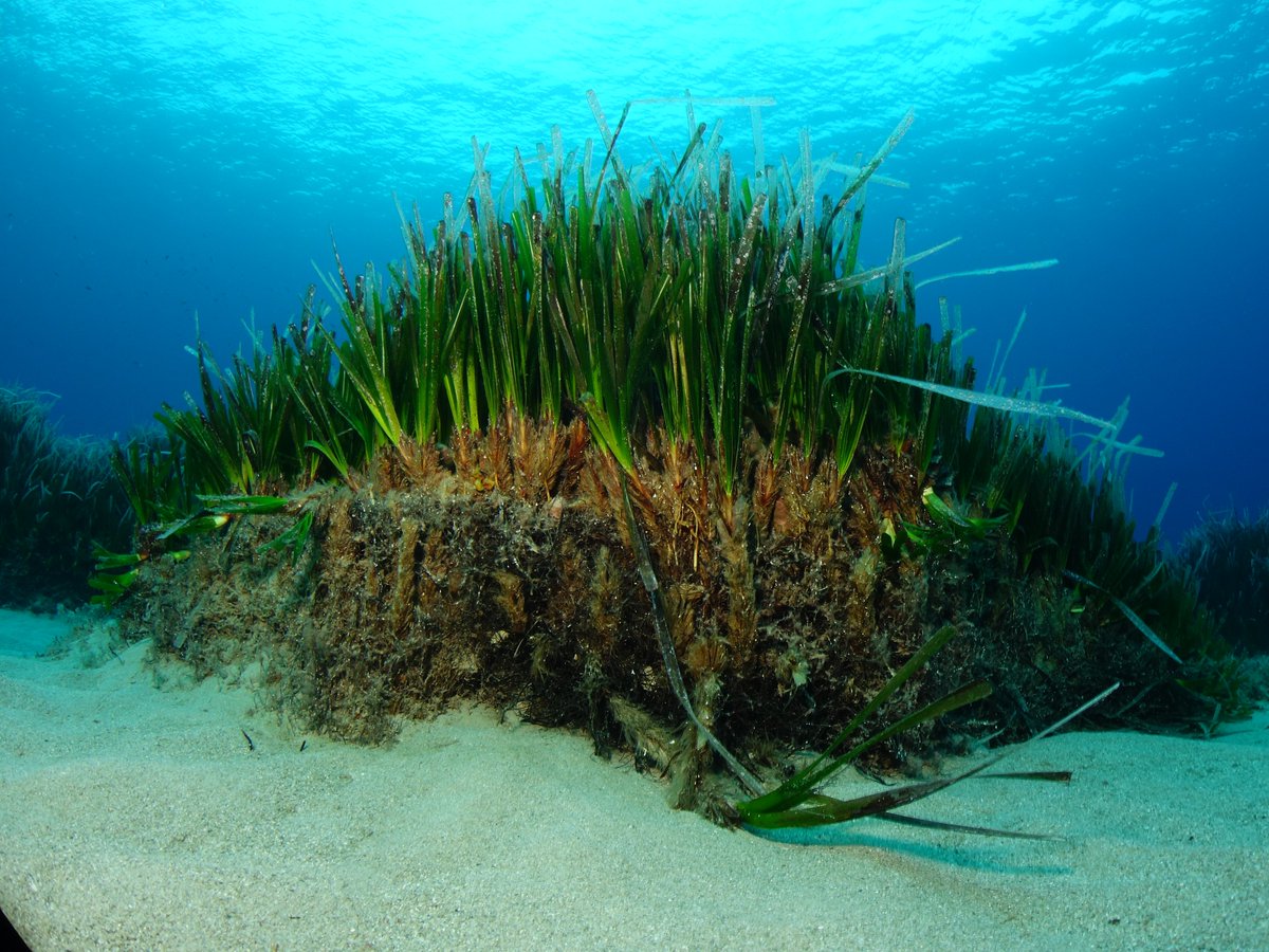 Instituto Español de Oceanografía (IEO-CSIC) tweet media