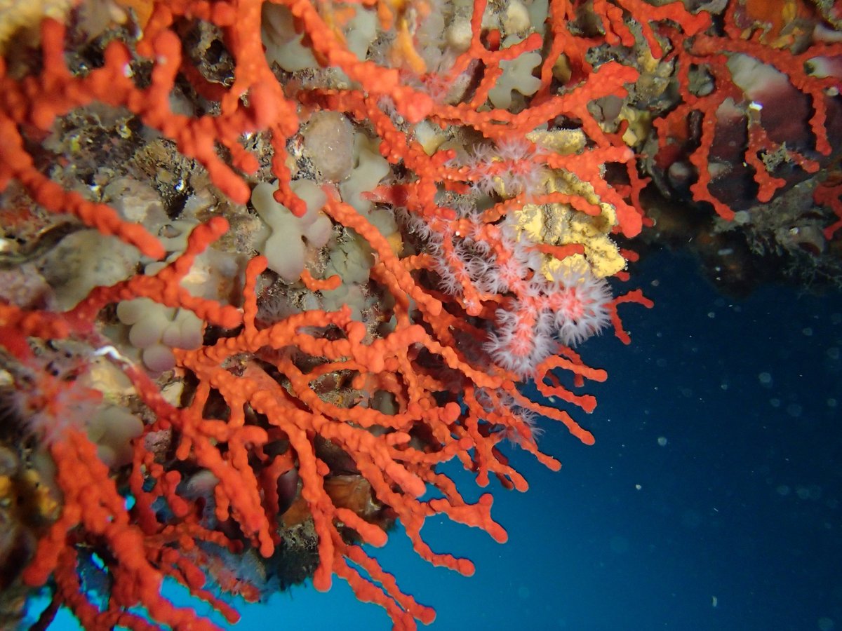 Instituto Español de Oceanografía (IEO-CSIC) tweet media