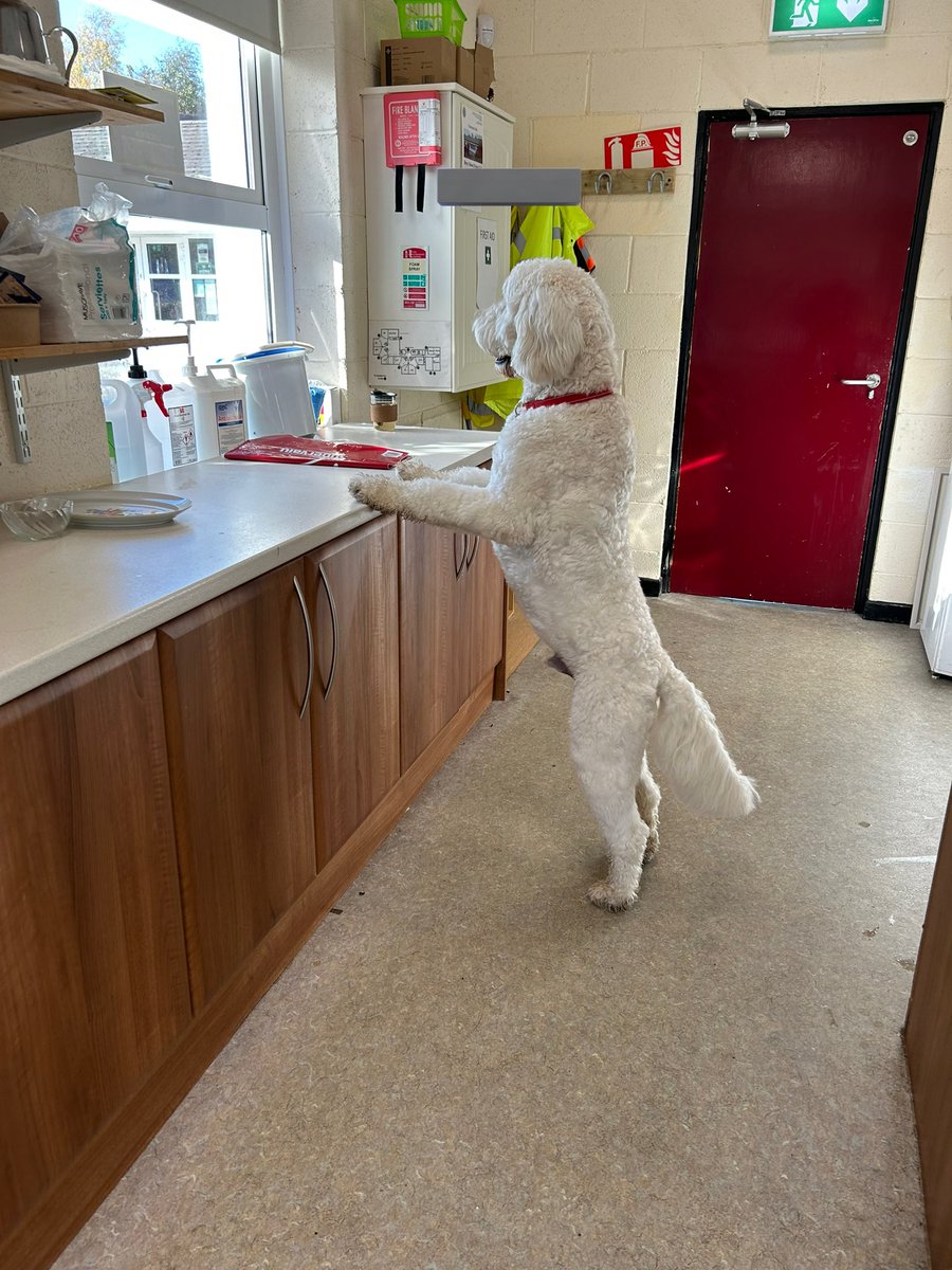 Pals I can’t quite figure out - is mum in a mini sized kitchen or is Diego super tall???