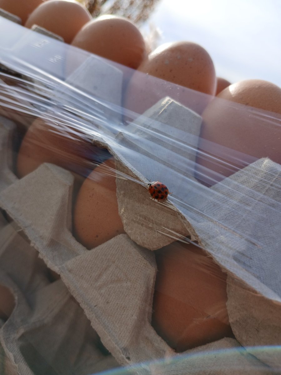 Lieveheersbeestje houdt ook van eieren