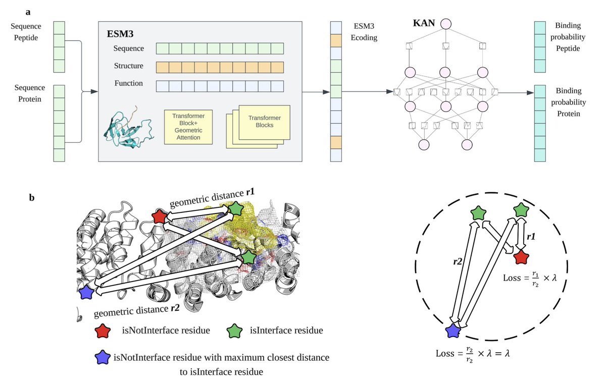GeoPep: A geometry-aware masked language model for protein-peptide binding site prediction  

1. GeoPep introduces a novel framework for predicting peptide binding sites on proteins by leveraging transfer learning from ESM3, a multimodal protein foundation model. This approach