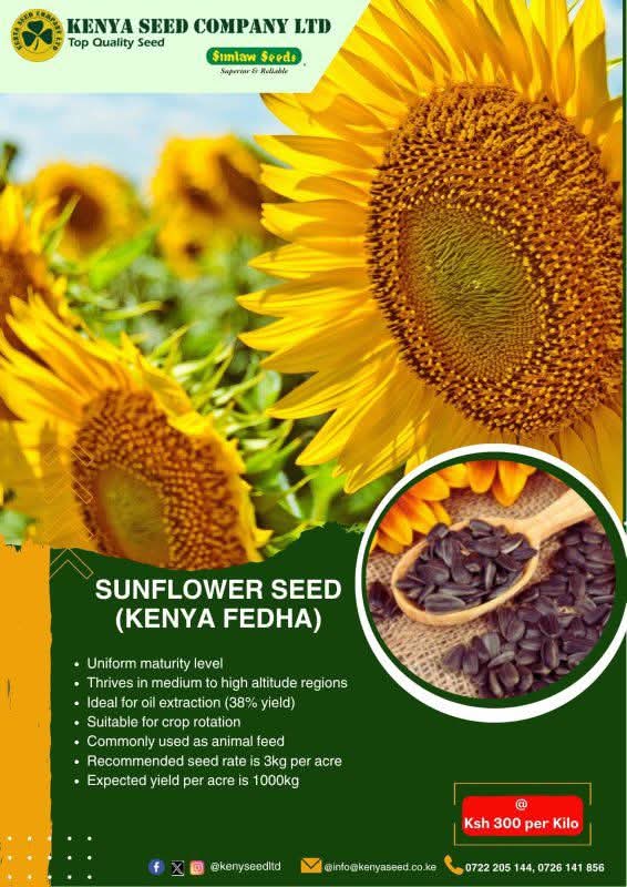 Get Sunflower - Kenya Fedha variety and enjoy the best price this season, a kilo retails at ksh 300.
#topqualityseeds