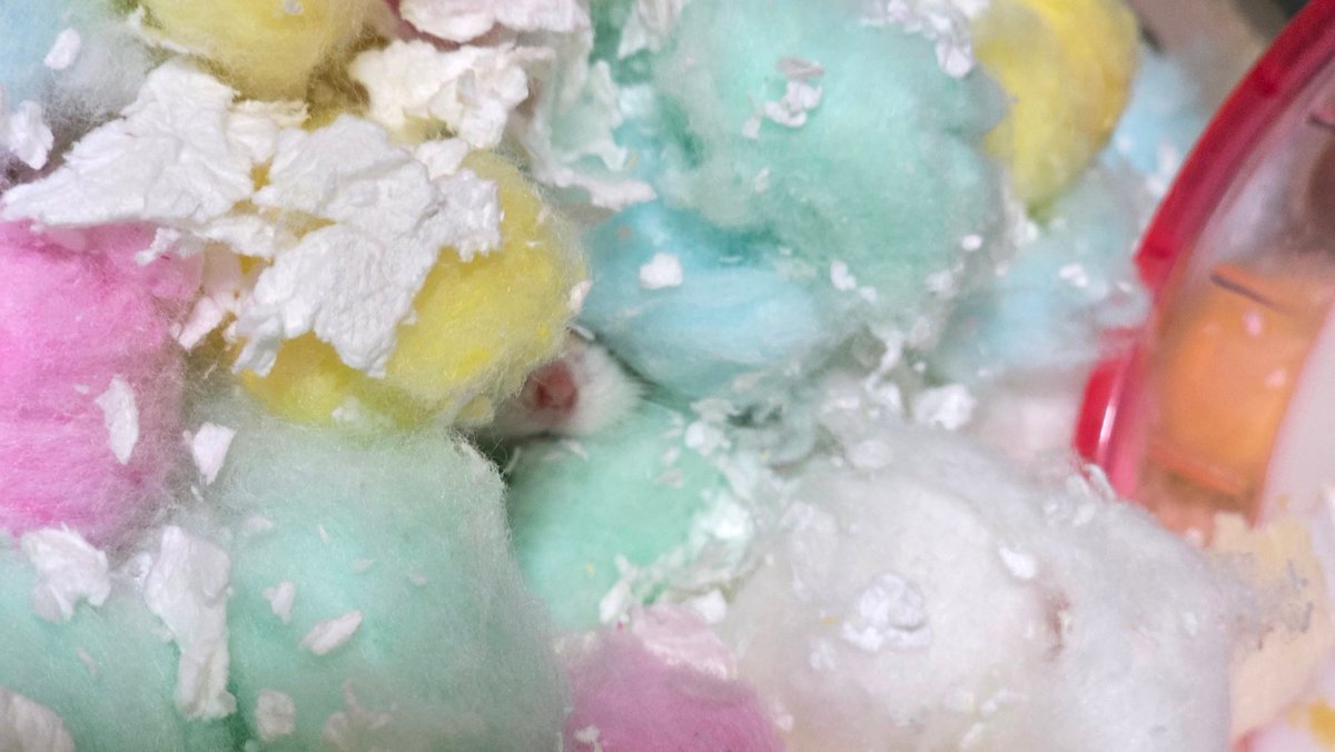 ham_record8686's tweet image. 左に行くほど近づく( ˙👄˙   )
 #ロボロフスキーハムスター
 #ELISA