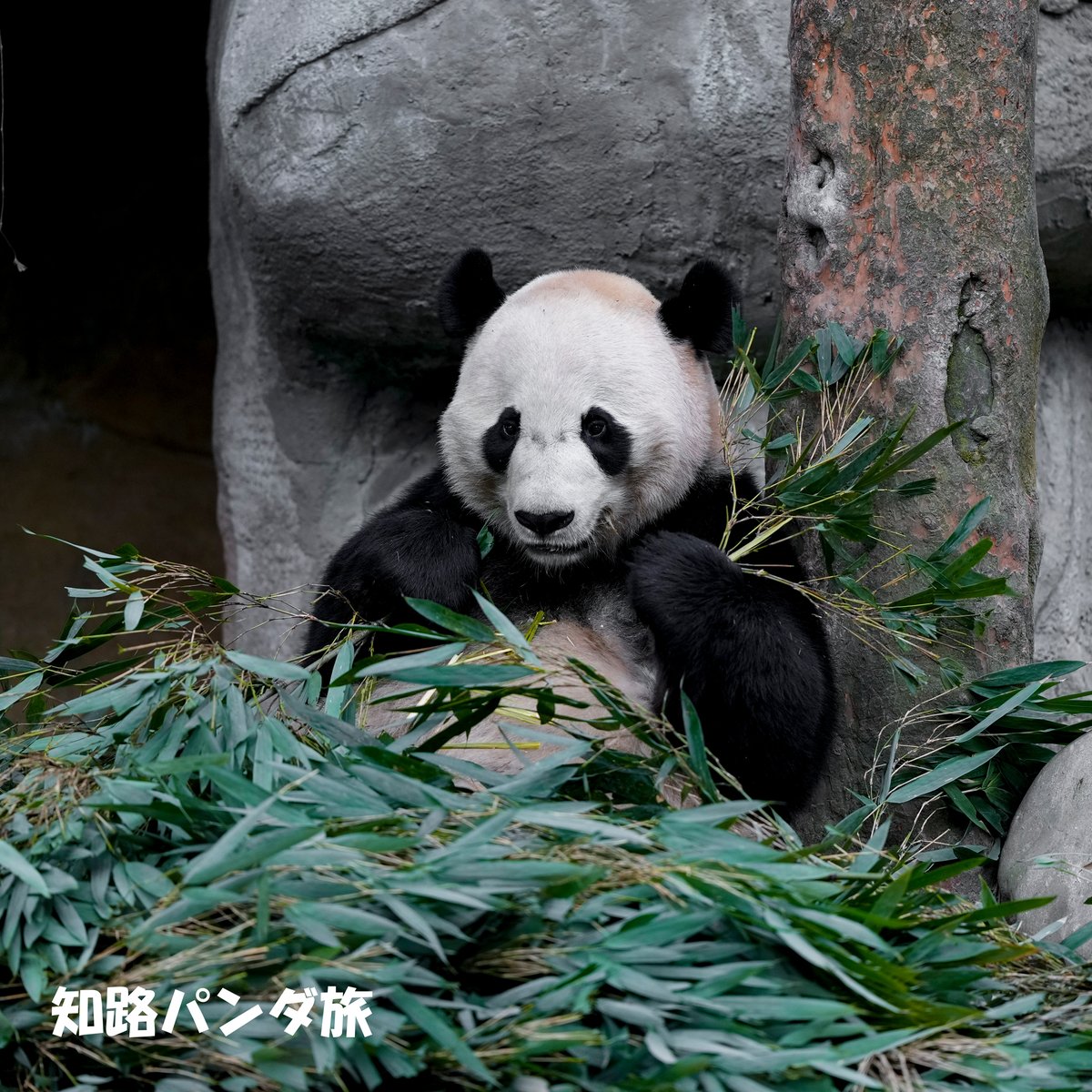 zhiluniannian's tweet image. A Bei for the day.  Beary relaxed Bei.🐼💝🌱
今日のベイちゃん。とってもリラックスしているベイちゃん☺️💕👍

#panda @BeiBeiPanda3 #China #Bifengxia #雅安碧峰峡基地 #beibei #貝貝