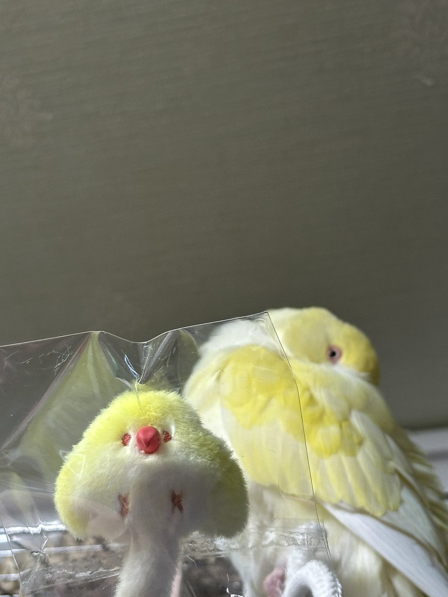 스몰나리 너무 깜찍 귀요미입니다 색감이랑 동공 조이는것도 잘 표현되었어요 나리는 싫어하지만 저는 너무 행복하답니다~ 히히 이쁜아가 만들어주셔서 감사합니다!!🤣🥰