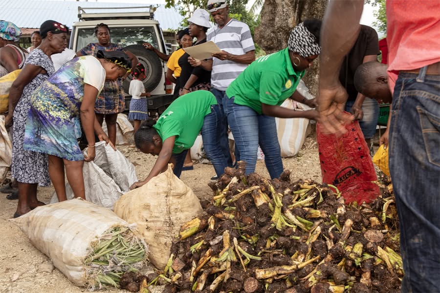 itecaayiti's tweet photo. Objectif atteint ! 🎯 Les 30 femmes formées en agroforesterie à Aquin (Projet #RAESFAA) ont reçu leurs semences (malanga, ignames, pois...). 

Elles sont désormais en action pour une meilleure autonomie économique. Un pas clé pour l'agriculture durable ! 

#Aquin #Agroforesterie https://t.co/fan08opw6b