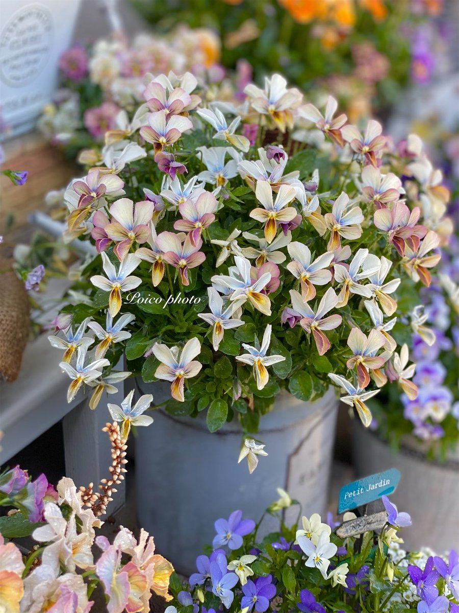 いちこ（感謝） ポイコ on X